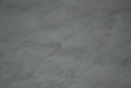 Missing Picture